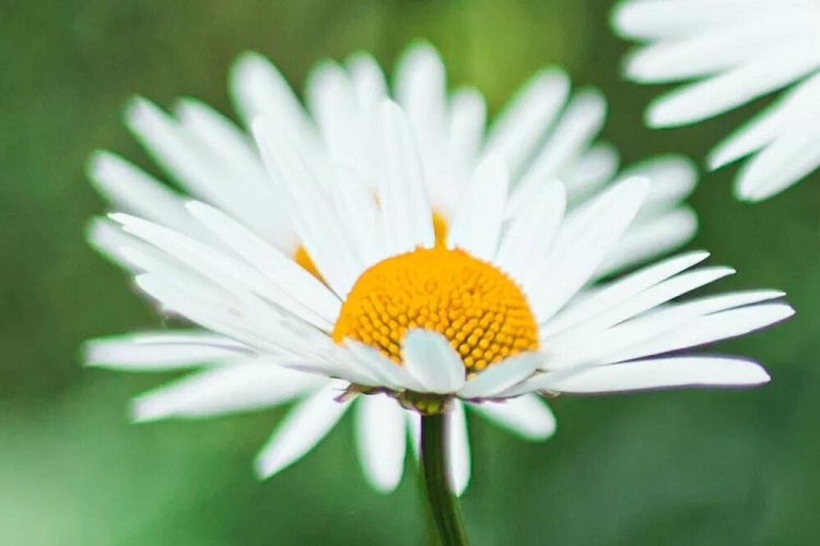 How to Grow and Care For Becky Shasta Daisy